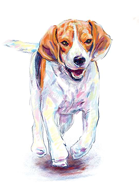 Running beagle dog