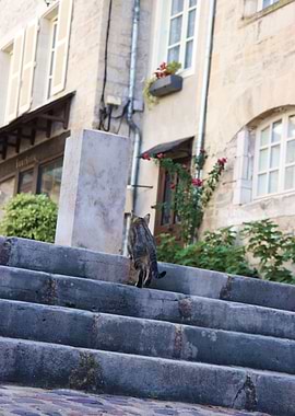 A cat climbing the stairs