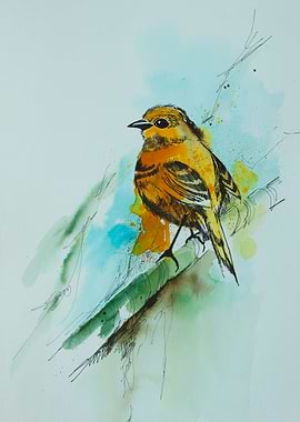 Elaenia flycatcher bird