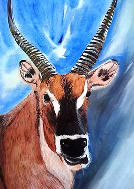 venado