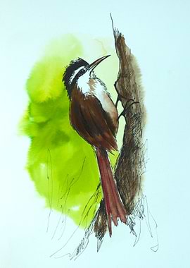 Brazilian woodcreeper