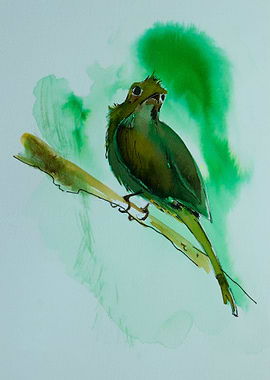 Bird in green