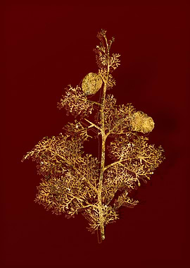 Gold Botanical on Red