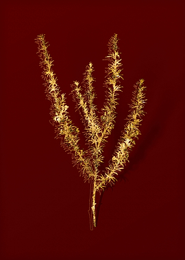 Gold Botanical on Red