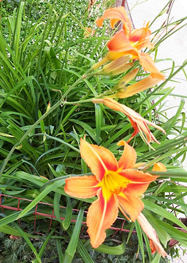 Heat Lilly