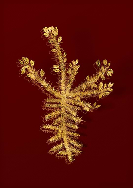 Gold Botanical on Red