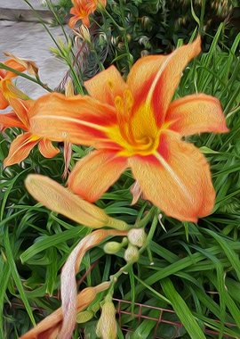 Lilly vibrance