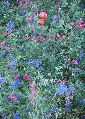 Colored wild flowers