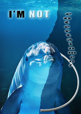 I am not entertainment