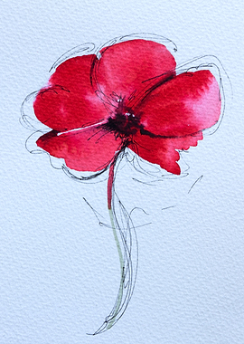 Red poppy