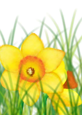 Daffodil
