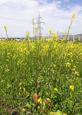 Canola flowers