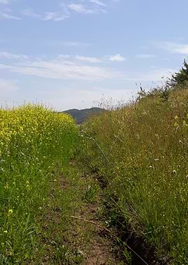 Canola path