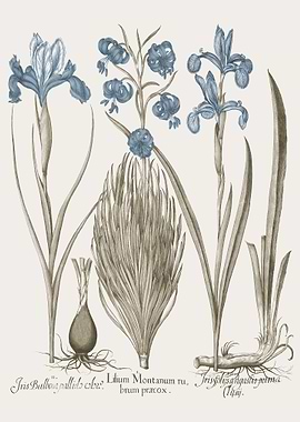 Basilius Besler Hortus Eys