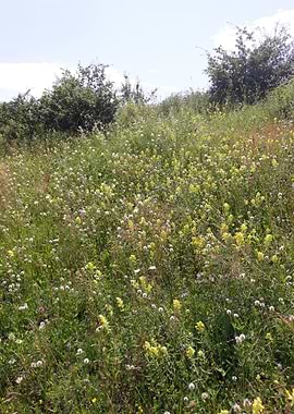 Spring flowers field