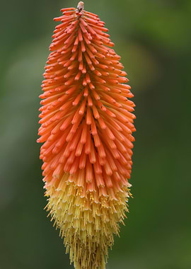 Red Hot Poker
