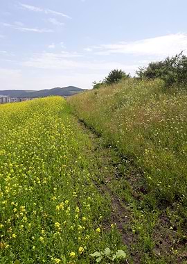 Trail with canola