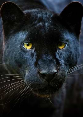 wild Black panther head