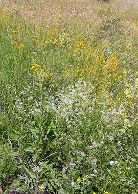 Colorfull field flowers