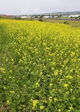 Rapeseed field