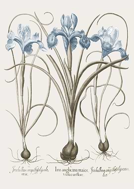 Basilius Besler Hortus Eys