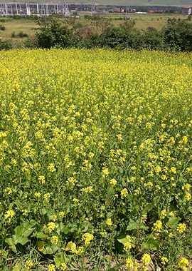 Rapeseed field detail