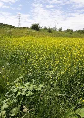 Field of canola