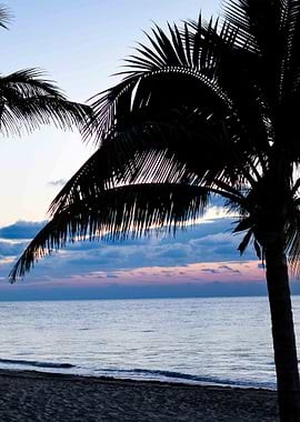 Island Palm Tree Sunrise