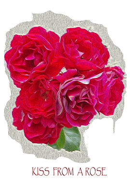 Kiss from a rose