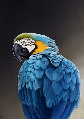 Blue and Gold Macaw