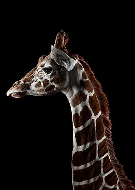Giraffe portrait poster