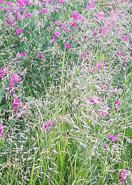 Field of pink flowers