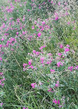 Field flowers beauty