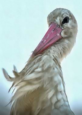 Incredulous Expression