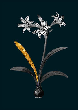 Teal and Gold Amaryllis