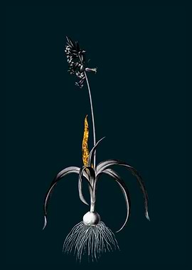 Teal and Gold Bluebell