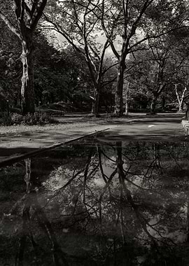 Central Park Puddle