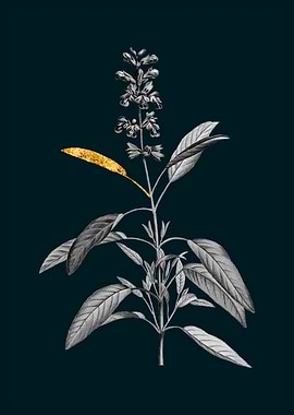 Teal and Gold Sage Plant