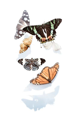 Assorted Butterflies