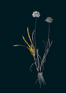 Teal and Gold Allium