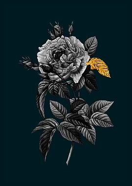Teal and Gold French Rose
