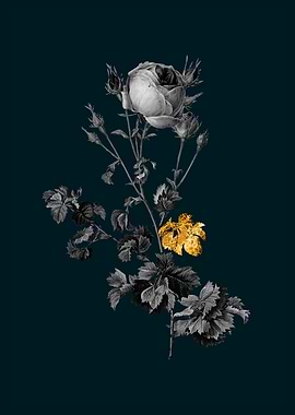 Teal and Gold Cabbage Rose