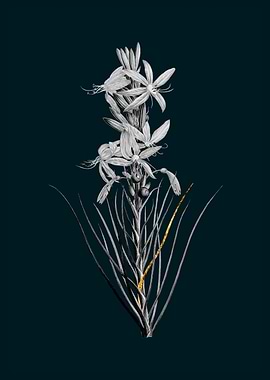 Teal and Gold Asphodel