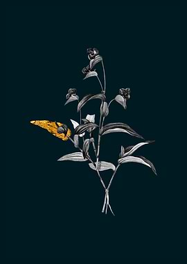 Teal and Gold Spiderwort