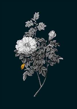 Teal Gold Ventenats Rose