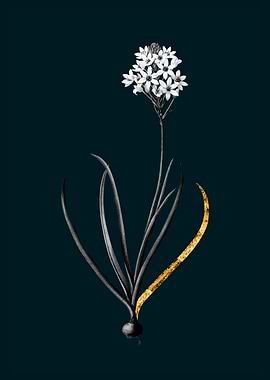 Teal and Gold Starflower