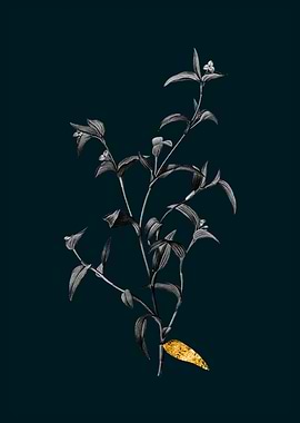 Teal and Gold Commelina