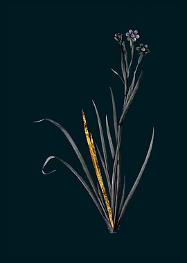 Teal and Gold Bermudiana