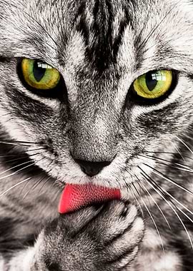 cute cat green eyes poster