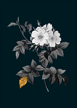 Teal and Gold White Rose